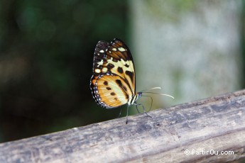 Papillons - Iguazú - Argentine