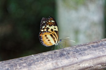 Papillons - Iguaz - Argentine