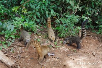 Coati - Argentine