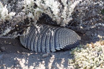 Tatou velu de Patagonie - Argentine