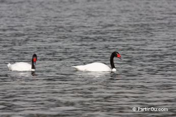 Cygne  cou noir - Argentine