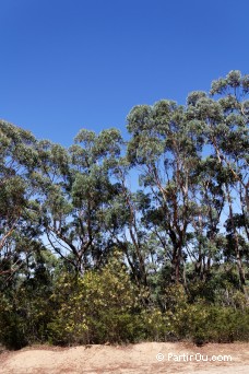 Eucalyptus