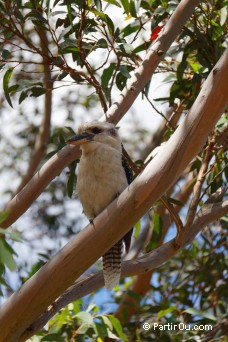 Kookaburra