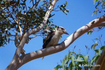Kookaburra - Australie
