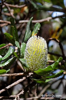 Banksia