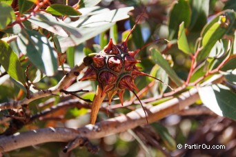 Eucalyptus - Cape Le Grand National Park - Australie