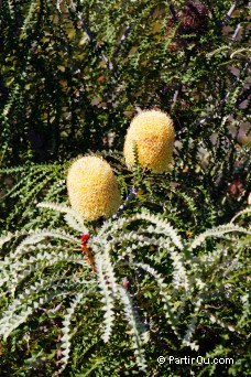 Banksia