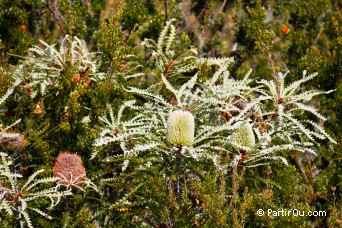 Banksia - Cape Le Grand National Park - Australie