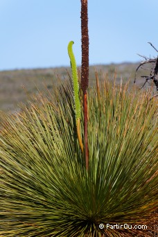 Xanthorrhoea