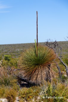 Xanthorrhoea