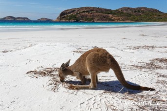 Golden Outback - Australie