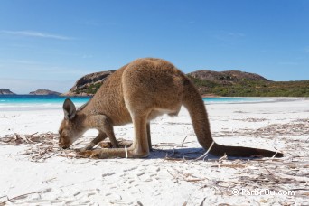 Cap Le Grand - Australie