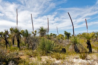 Xanthorrhoeas - Cape Le Grand National Park - Australie