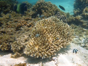 Turquoise Bay - Ningaloo - Australie