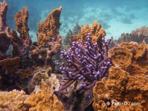 Cape Range & Ningaloo - Australie