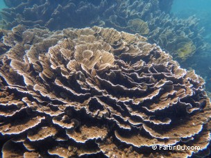 Coral Bay - Ningaloo - Australie