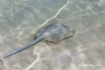 Raie pastenague  taches bleues - Ningaloo - Australie