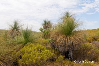 Xanthorrhoeas - Wanagarren Nature Reserve - Australie