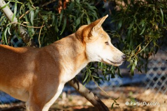 Dingo - Australie