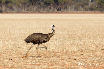 meu d'Australie