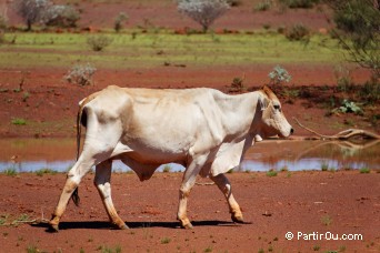 Vache d'Australie