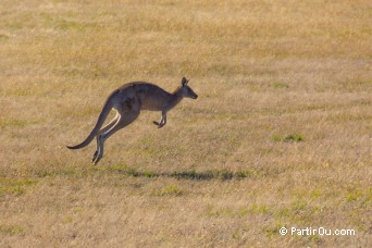 Kangourou - Australie