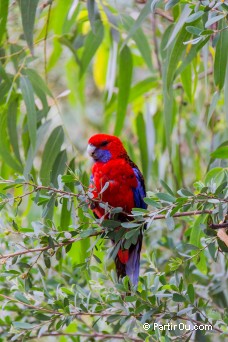 Perruche de Pennant - Australie