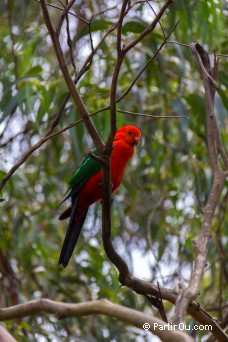 Perruche royale - Australie