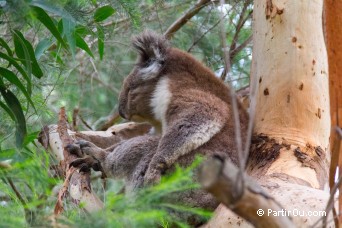 La Great Ocean Road - Australie