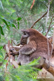 Koala - Great Ocean Road - Australie