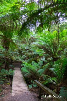 Maits Rest Rainforest Walk - Great Otway National Park - Australie