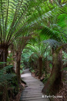 Great Otway National Park - Australie