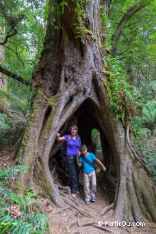 Great Otway National Park - Australie