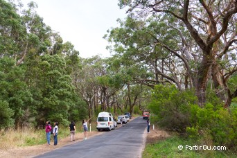 Otway Lighthouse Road - Great Otway National Park - Australie