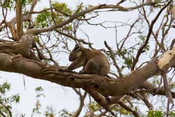 Koala - Great Otway National Park - Australie