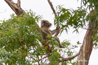 Koala - Great Otway National Park - Australie