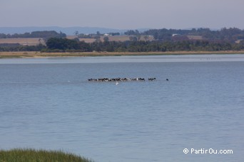 Lac Colac - Australie