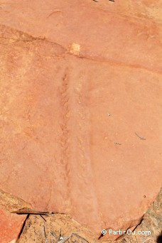 Euryptride fossilis - Kalbarri National Park - Australie