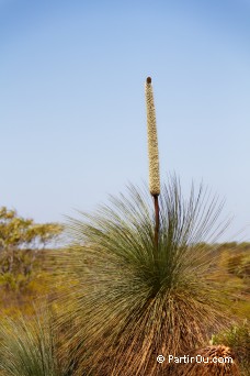 Xanthorrhoea