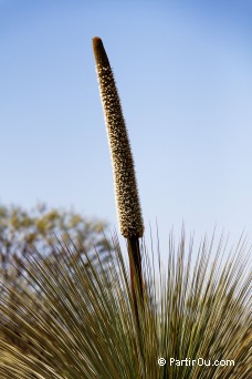 Xanthorrhoea