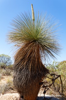 Xanthorrhoea