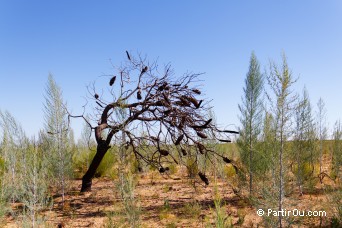 Parc national de Kalbarri - Australie