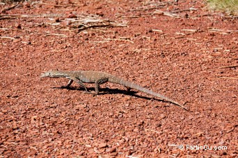 Varan  Karijini - Australie