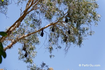 Chauves-souris  Karijini - Australie