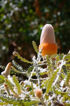 Banksia