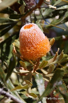 Banksia - Botanic Garden - Perth - Australie