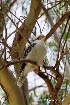 Kookaburra au Parc national de Yanchep - Australie