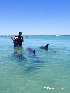 Dauphins - Monkey Mia - Shark Bay - Australie