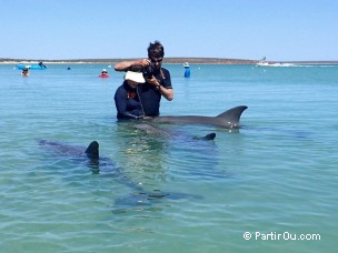 Dauphins - Monkey Mia - Shark Bay - Australie