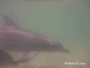 Dauphins - Monkey Mia - Shark Bay - Australie